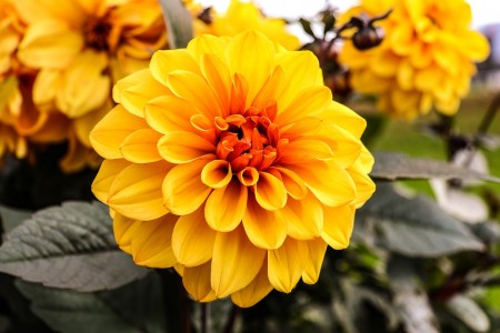Yellow Dahlia Late Summer Garden Blossom Plant